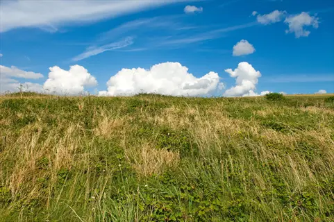 vibrant prairie landscape with lush green and golden grass under a blue sky dotted with white clouds
