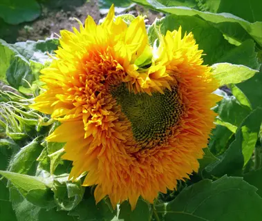 vibrant procut sunflower bouquet bloom with double-petaled orange-yellow fluffy flowers and green center surrounded by foliage