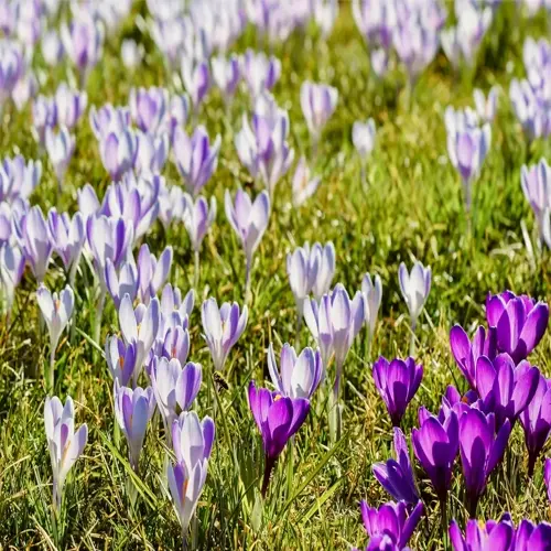 vibrant purple and white crocus flowers blooming amid fresh green grass in spring sunlight