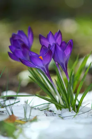 vibrant purple crocus flowers emerging through melting snow in spring