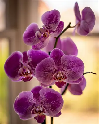 vibrant purple phalaenopsis moth orchid flowers in bloom near a sunlit window, showcasing their speckled petals