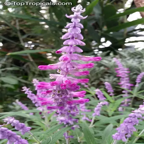 vibrant purple-pink sage plant in bloom within a lush garden setting