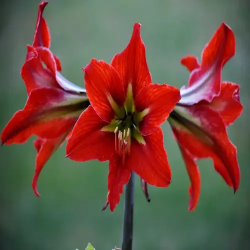 vibrant red amaryllis flower blooms with green and yellow accents in natural setting
