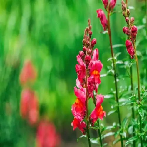 vibrant red and orange flowers in a winter flowers garden with lush green foliage