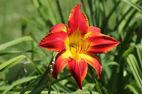 vibrant red and yellow daylily flower in a garden setting with green foliage