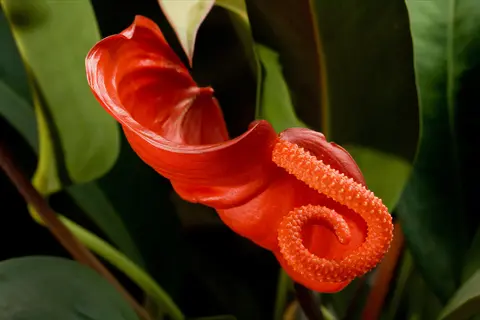 vibrant red anthurium scherzerianum flower with curled spathe and spiral spadix