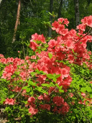 vibrant red azalea bush blooming in a sunlit forest with lush green foliage
