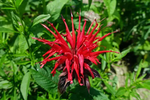 vibrant red bee balm flower (monarda) in full bloom surrounded by green foliage