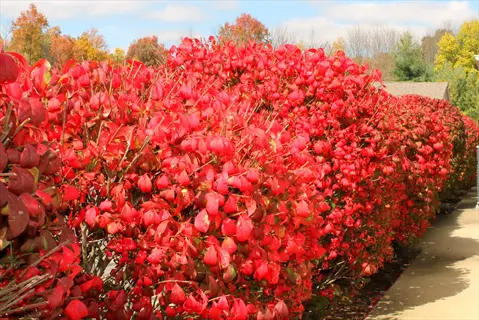 vibrant red burning bush shrubs during autumn foliage