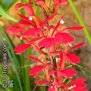 vibrant red cardinal flower blooms (lobelia cardinalis) in close-up with green foliage background