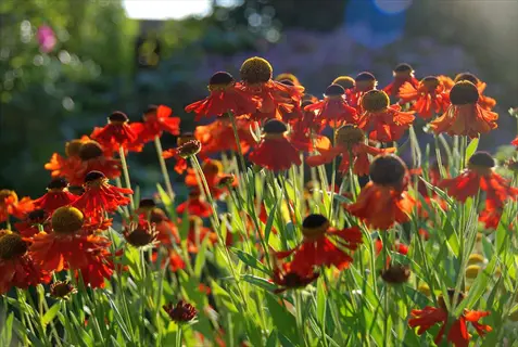 vibrant red coneflowers garden bathed in warm sunlight with bokeh background