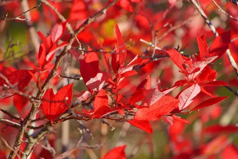 vibrant red fall foliage of a blueberry bush