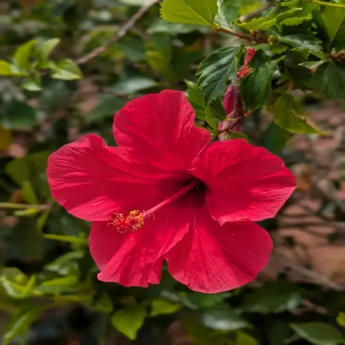 vibrant red hibiscus flower bloom with visible stamens, surrounded by green foliage