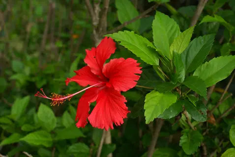 vibrant red hibiscus rosa-sinensis bloom with prominent stamens, surrounded by lush green foliage