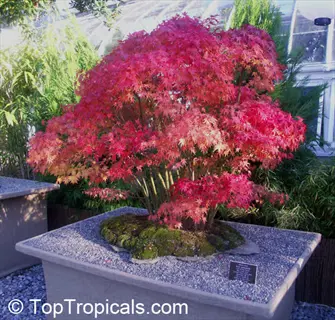 vibrant red japanese maple tree bonsai in stone planter with surrounding greenery and garden setting