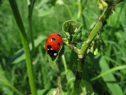 vibrant red ladybug (hippodamia convergens) with black spots eating mites on green plant stems in sunlight
