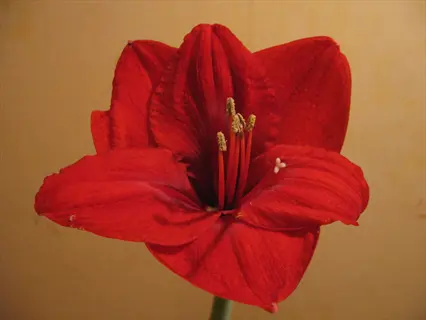 vibrant red lion amaryllis flower in full bloom against a soft beige background