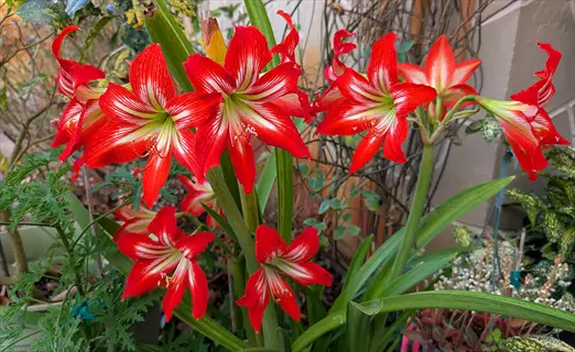 vibrant red minerva amaryllis striped flowers blooming outdoors with green foliage