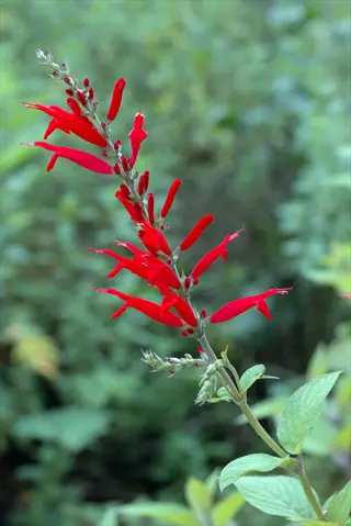 vibrant red pineapple sage flowers (salvia elegans) blooming on green stems against blurred foliage background