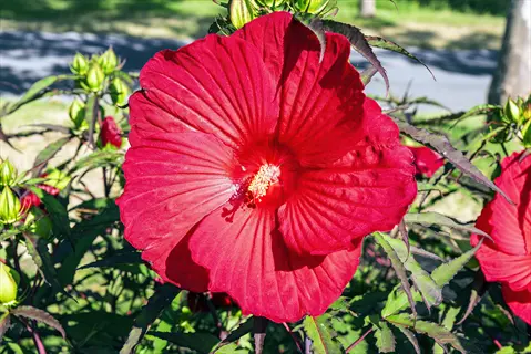vibrant red rose mallow hibiscus bloom with green foliage and unopened buds in a sunny garden setting