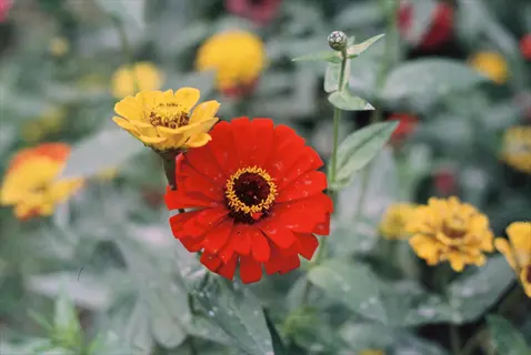 vibrant red zinderella zinnia flower with yellow center alongside a yellow zinnia bloom amidst green foliage