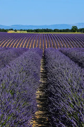 vibrant rows of provence lavender blooms under clear blue sky with distant mountains