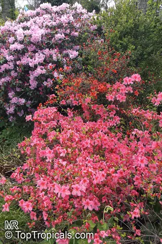 vibrant salmon pink azalea garden featuring blooming flowers in shades of pink, red, and purple with lush green foliage