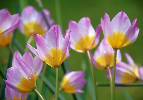 vibrant species tulips garden featuring pink-and-yellow blooms with dewdrops against a lush green backdrop