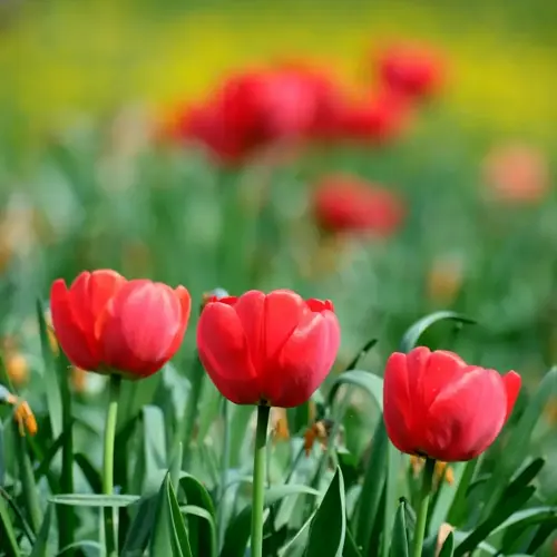 vibrant spring flower bulbs blooming in a well-maintained garden bed