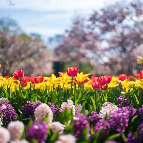 vibrant spring flowers garden bloom with red tulips, yellow lilies, and purple hyacinths under sunny skies