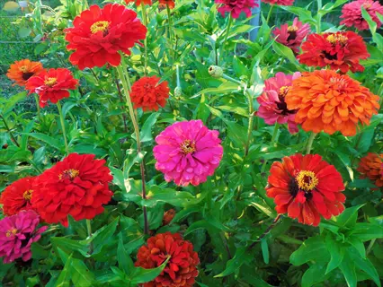 vibrant state fair giant zinnia flowers in red, orange, and pink blooming in a garden