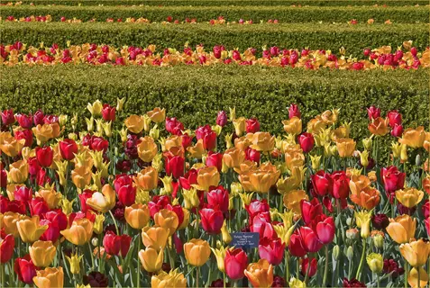 vibrant triumph tulips garden with red, yellow, and orange blooms against a green hedge backdrop