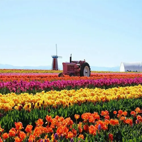 vibrant tulip bulb garden with rows of colorful blooms, red tractor, and dutch-style windmill under clear blue sky
