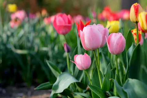 vibrant tulips in a sunlit spring garden with pink, red, and yellow blooms