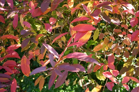 vibrant virginia sweetspire fall color foliage showing red, orange, purple and green autumn leaves