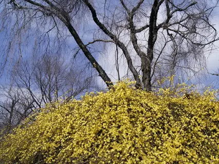 vibrant winter jasmine yellow flowers blanket a shrub with bare trees under a clear blue sky
