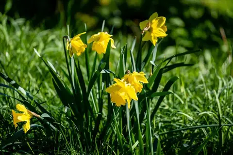 vibrant yellow daffodils blooming in a sunlit green field