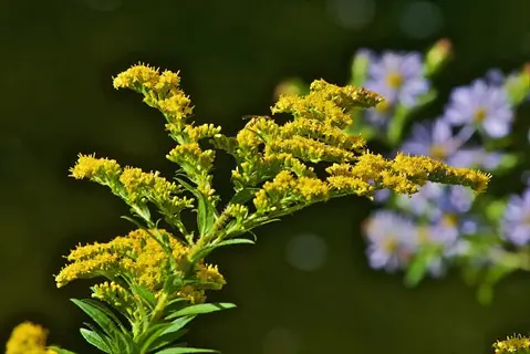 vibrant yellow goldenrod flowers in full bloom during autumn, surrounded by green foliage with soft-focus purple asters in the background