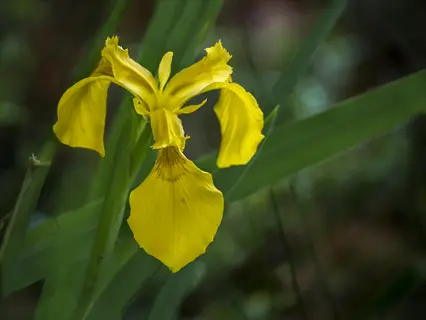 vibrant yellow iris bloom with ruffled petals growing at pond edge, surrounded by sword-like green leaves in soft focus