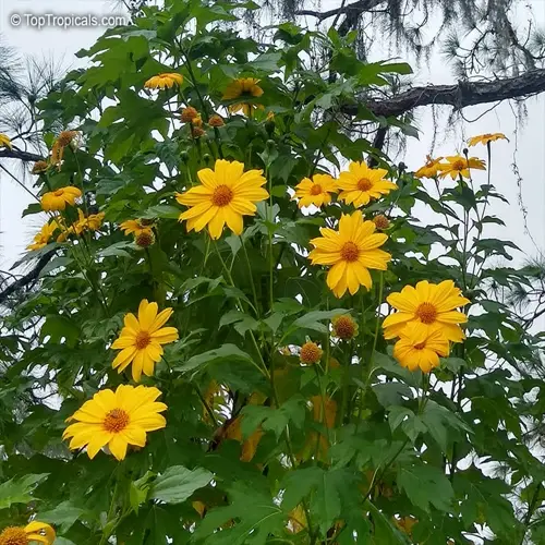 vibrant yellow sunflower planting garden with lush green foliage and overcast sky