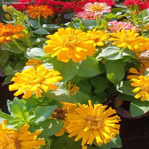 vibrant yellow zinnia flowers garden with green leaves under sunlight, surrounded by other colorful blooms