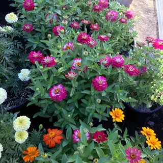 vibrant zahara zinnia garden featuring pink, white, orange, and yellow flowering plants