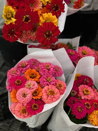 vibrant zinnia cut flower bouquets in various pink and red hues, wrapped in white paper