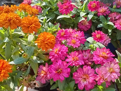 vibrant zinnia profusion flowers in orange and pink shades with green foliage