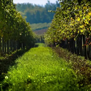 vineyard rows with permanent grass cover between grapevines under clear blue sky, distant trees visible