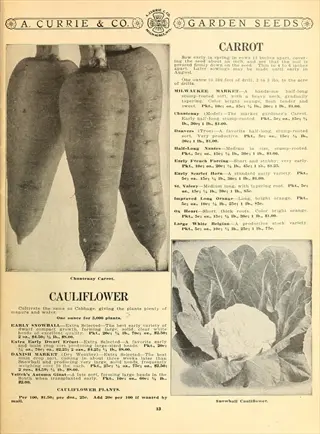 vintage a. currie & co. seed catalog page featuring chantenay carrot garden advertisement with photographic image of carrots and detailed seed information