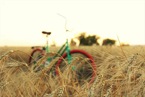 vintage bicycle in golden ryegrass hay field during sunset