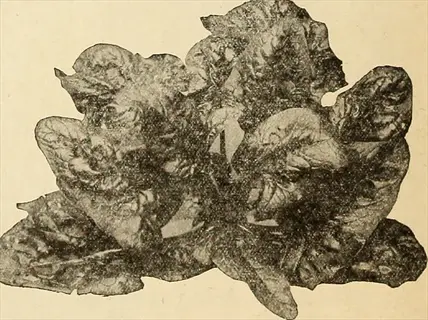 vintage botanical illustration of bloomsdale long standing spinach leaves showing savoyed dark green foliage