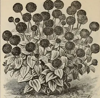 vintage botanical illustration of lilliput series globe amaranth flowers with broad leaves