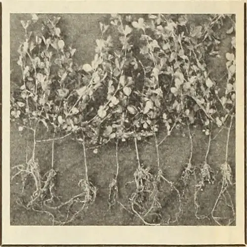 vintage botanical illustration of seedlings with visible roots and shoots, demonstrating results from scarified seeds gardening practices